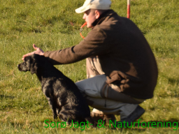 Hundetræning forår 2019